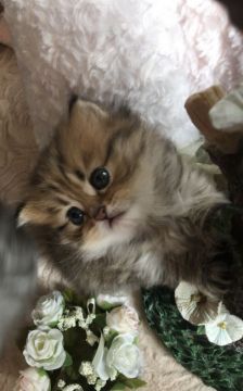 ペルシャ(チンチラ)【埼玉県・男の子・2021年5月19日・シェーデッドゴールデン（（ロングヘア））】の写真「モフモフムチムチ君」