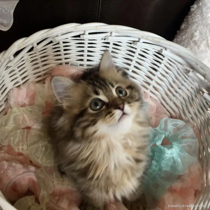 ID：2208-00380の子猫