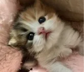 ミヌエット(長足)【埼玉県・女の子・2023年5月27日・キャリコ】の写真3