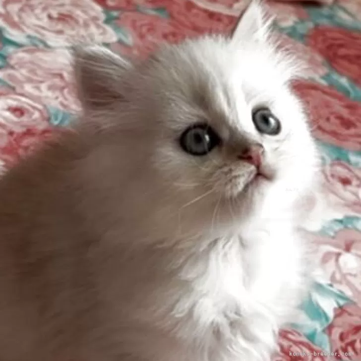 ID:2504-03293の子猫