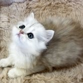 ペルシャ(チンチラ)