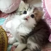 ミヌエット(長足)