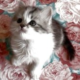 ミヌエット(長足)