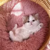 ミヌエット(長足)