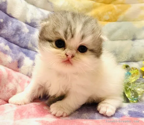 ID：2108-01324の子猫