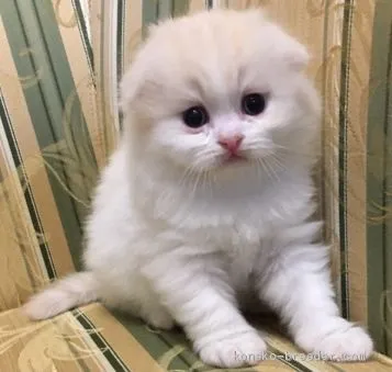 ID:1909-00820の子猫