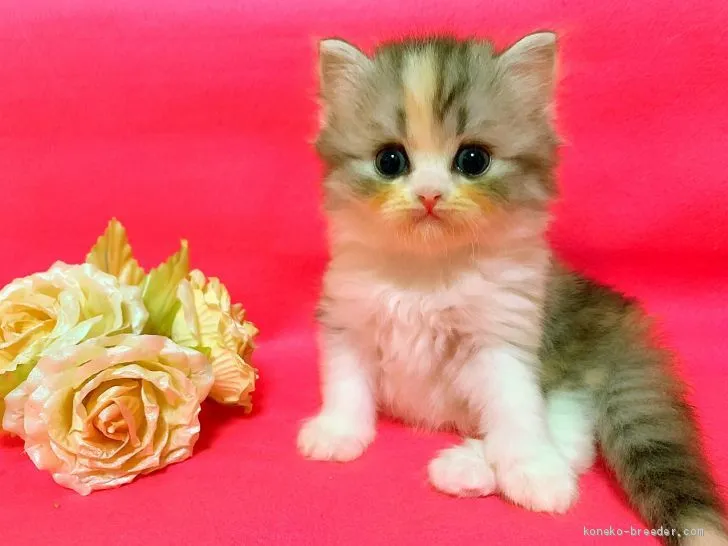 ID:1909-00960の子猫
