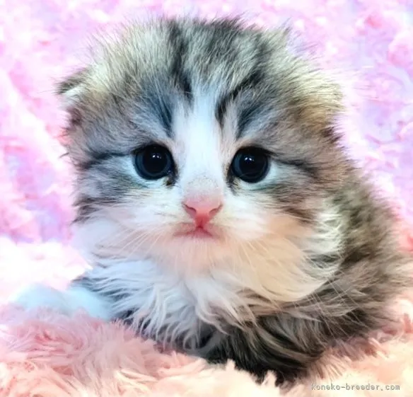 ID：2111-00483の子猫