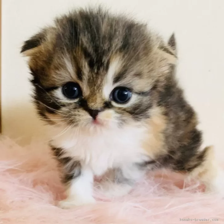 ID:1905-00505の子猫
