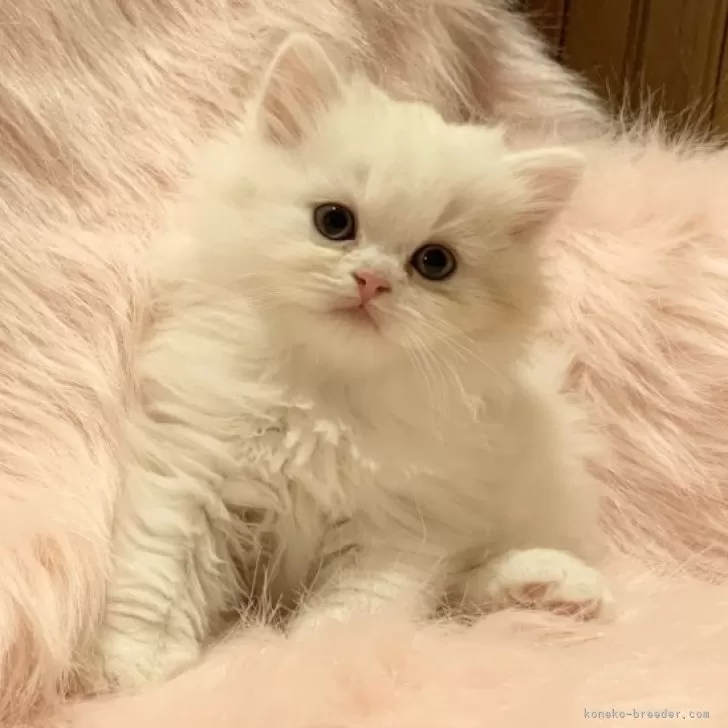 ID：2402-00295の子猫