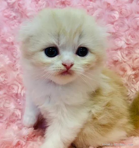 ID：2001-01178の子猫