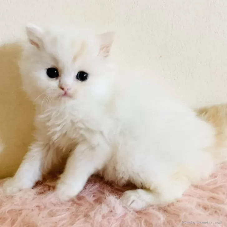 ID:2403-02975の子猫