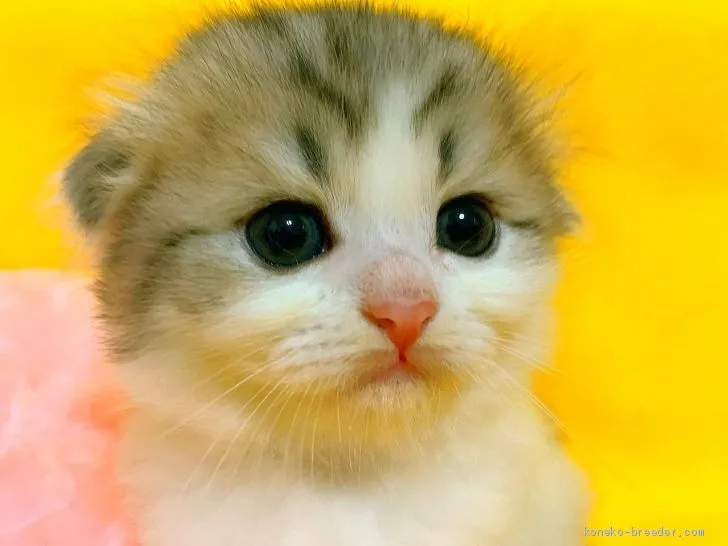 ID:1909-01021の子猫