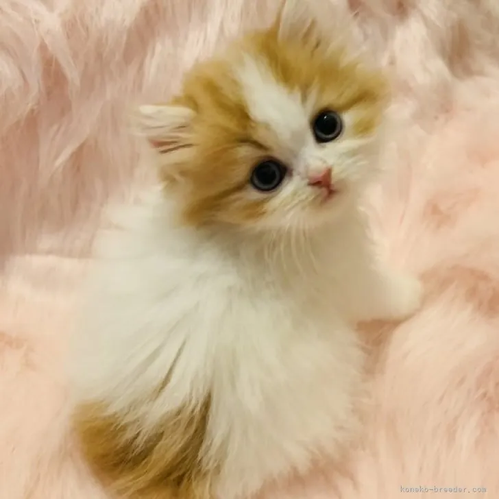 ID:1810-00319の子猫