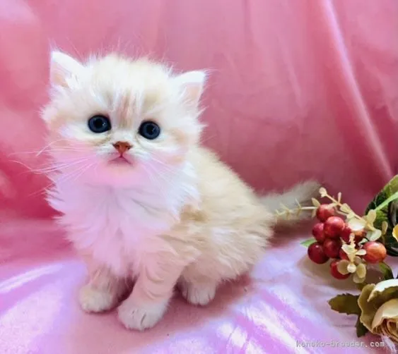 ID：2202-01480の子猫