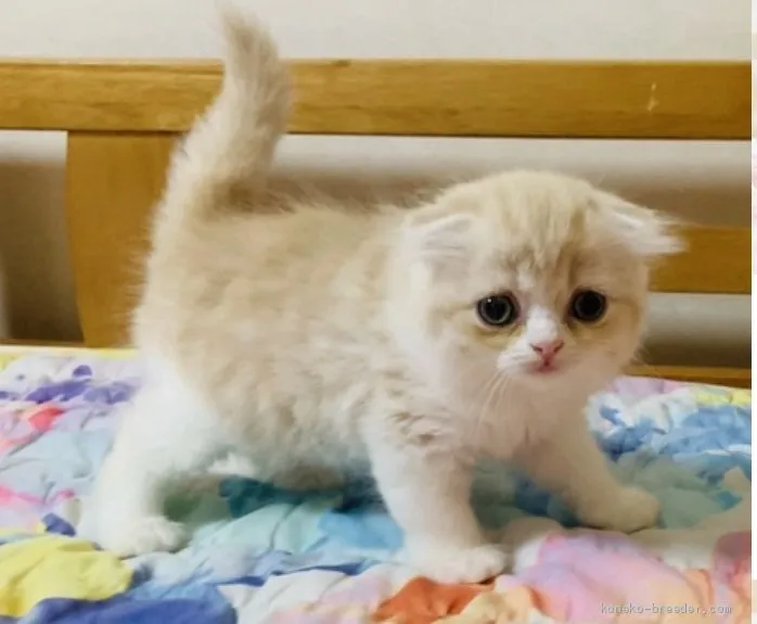 ID：2009-01270の子猫