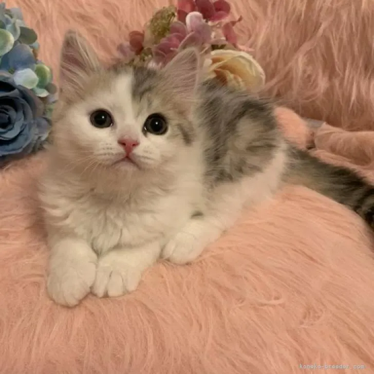 ID：2106-01372の子猫