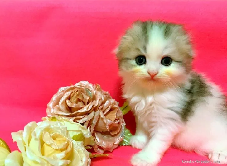 S.T 様のお迎えした子猫