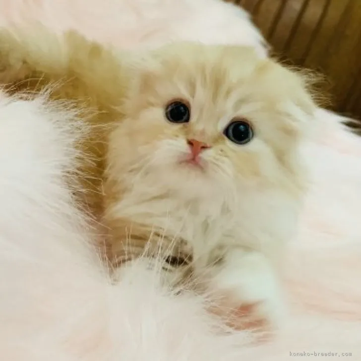 カズ 様のお迎えした子猫
