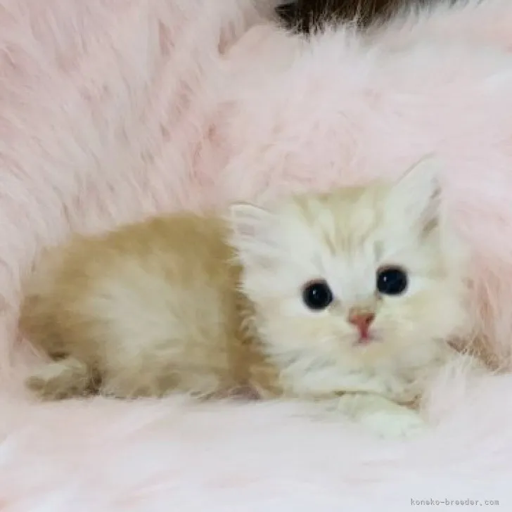 ID:2001-01327の子猫