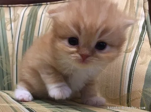 ID:1903-01553の子猫