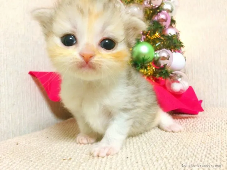 ID：1712-00948の子猫