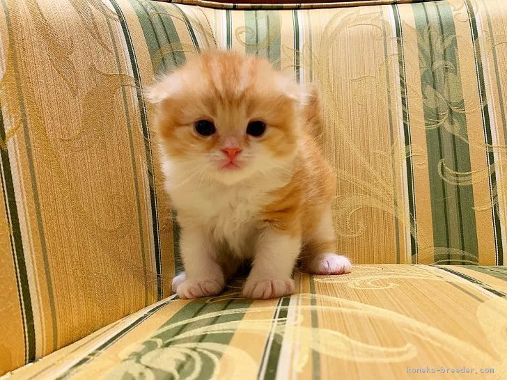 ID:1902-00026の子猫