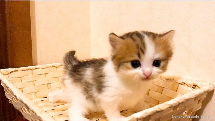 ID:1804-01853の子猫
