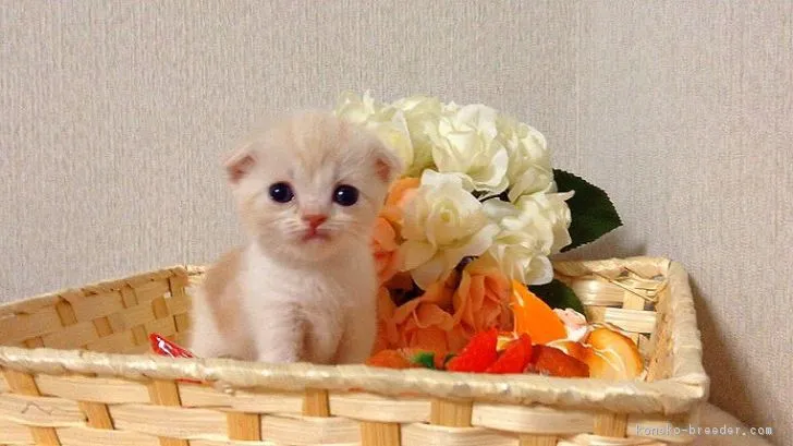 ID:1804-00194の子猫