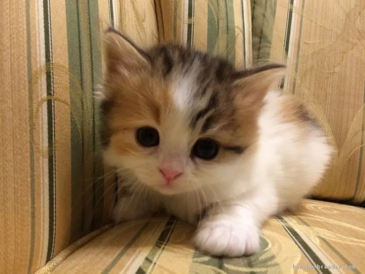 ID:1812-00102の子猫