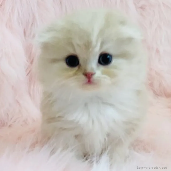 ID：1911-01552の子猫