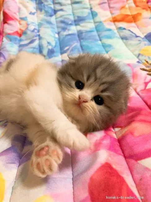 ID:1908-00391の子猫