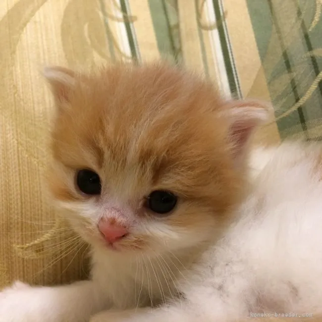 ID：1812-00101の子猫