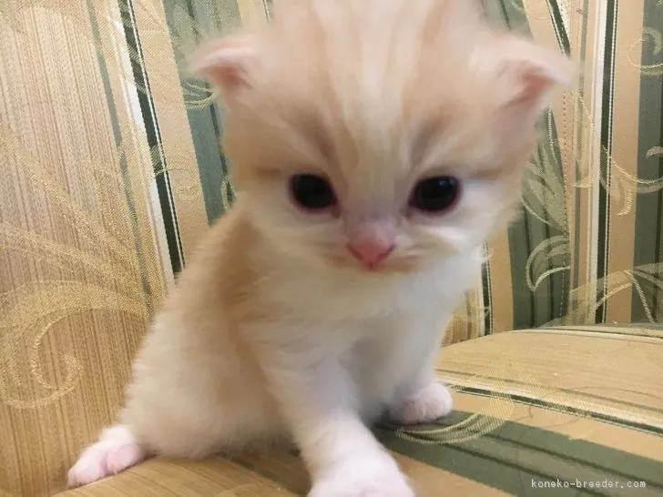 ID：1903-01550の子猫