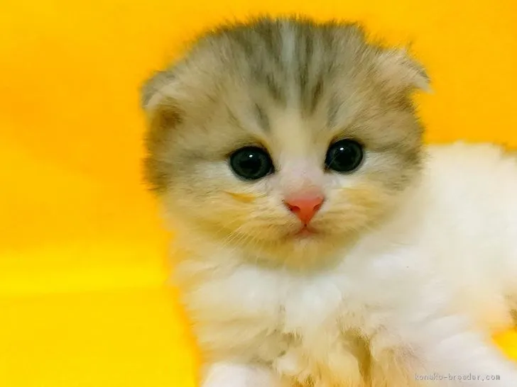 M.K 様のお迎えした子猫
