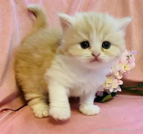 ID:2111-00443の子猫