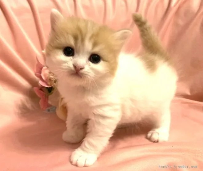 ID:2201-02085の子猫