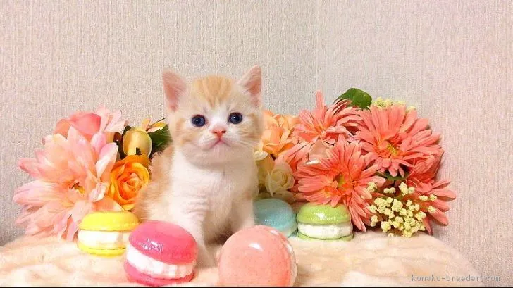 ID：1804-00191の子猫