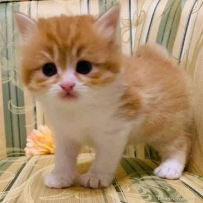 ID:1909-00850の子猫