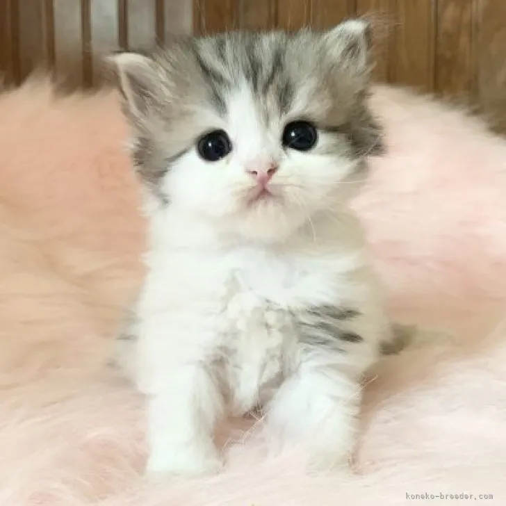 ID：1810-00317の子猫