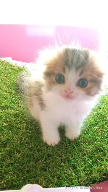 ID:1712-00866の子猫