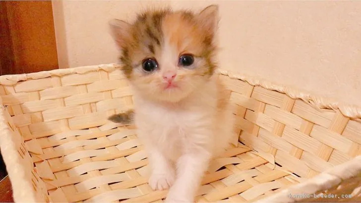 ID：1804-01850の子猫