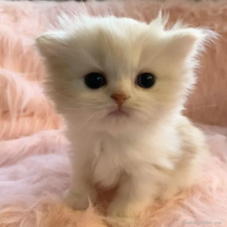 ID:2101-00055の子猫