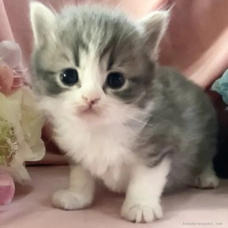 ID：1902-00025の子猫