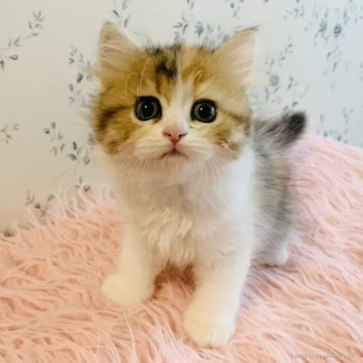 ID:2406-03029の子猫
