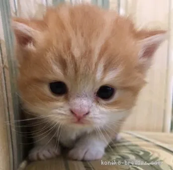 ID：1904-01624の子猫