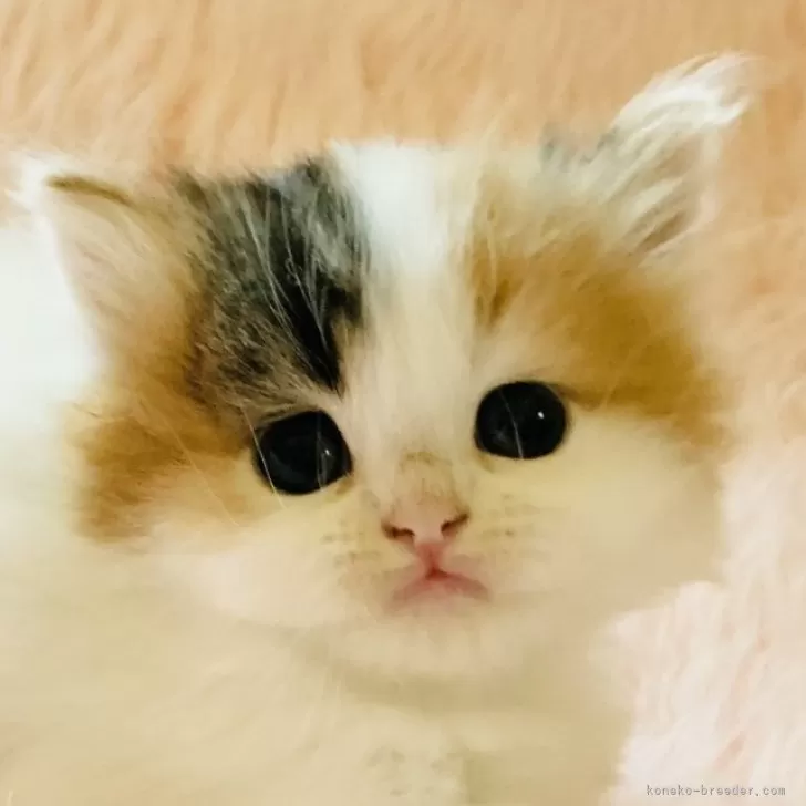 ID：2406-01328の子猫