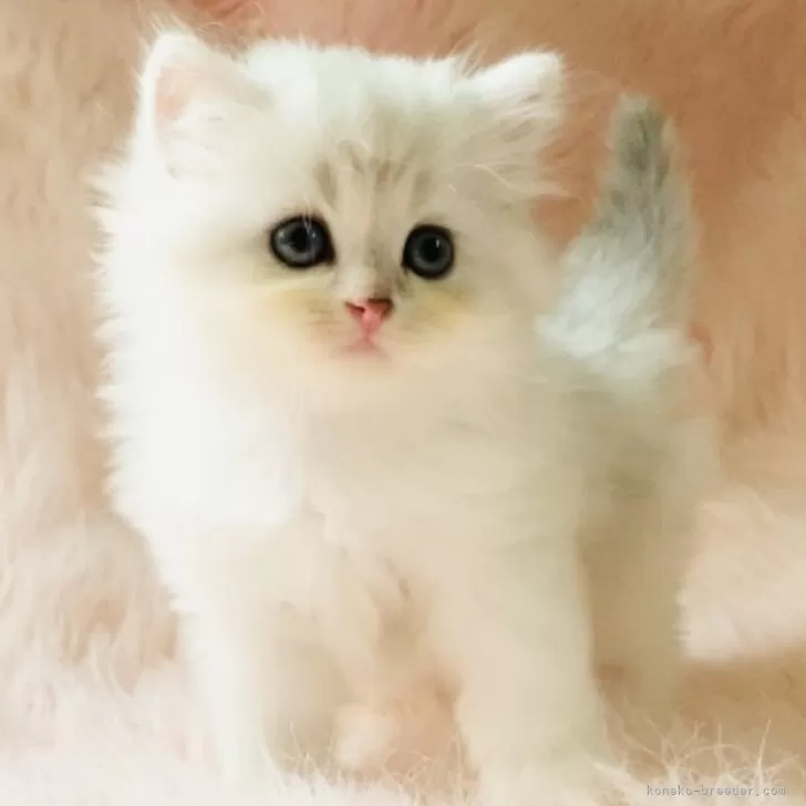 ID:2406-02794の子猫
