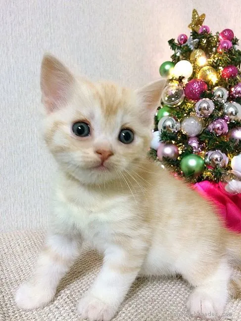 パール 様のお迎えした子猫