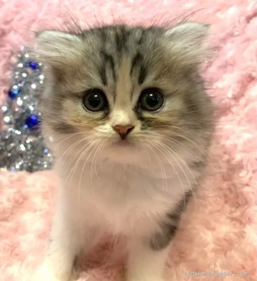 ID：2106-01927の子猫